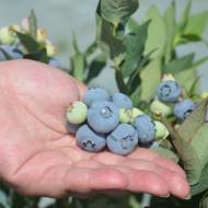 Саджанець Лохина Бонус в контейнері